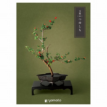 �J�^���O�M�t�g ���t �䂵��